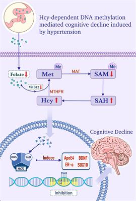 The new mechanism of cognitive decline induced by hypertension: High homocysteine-mediated aberrant DNA methylation